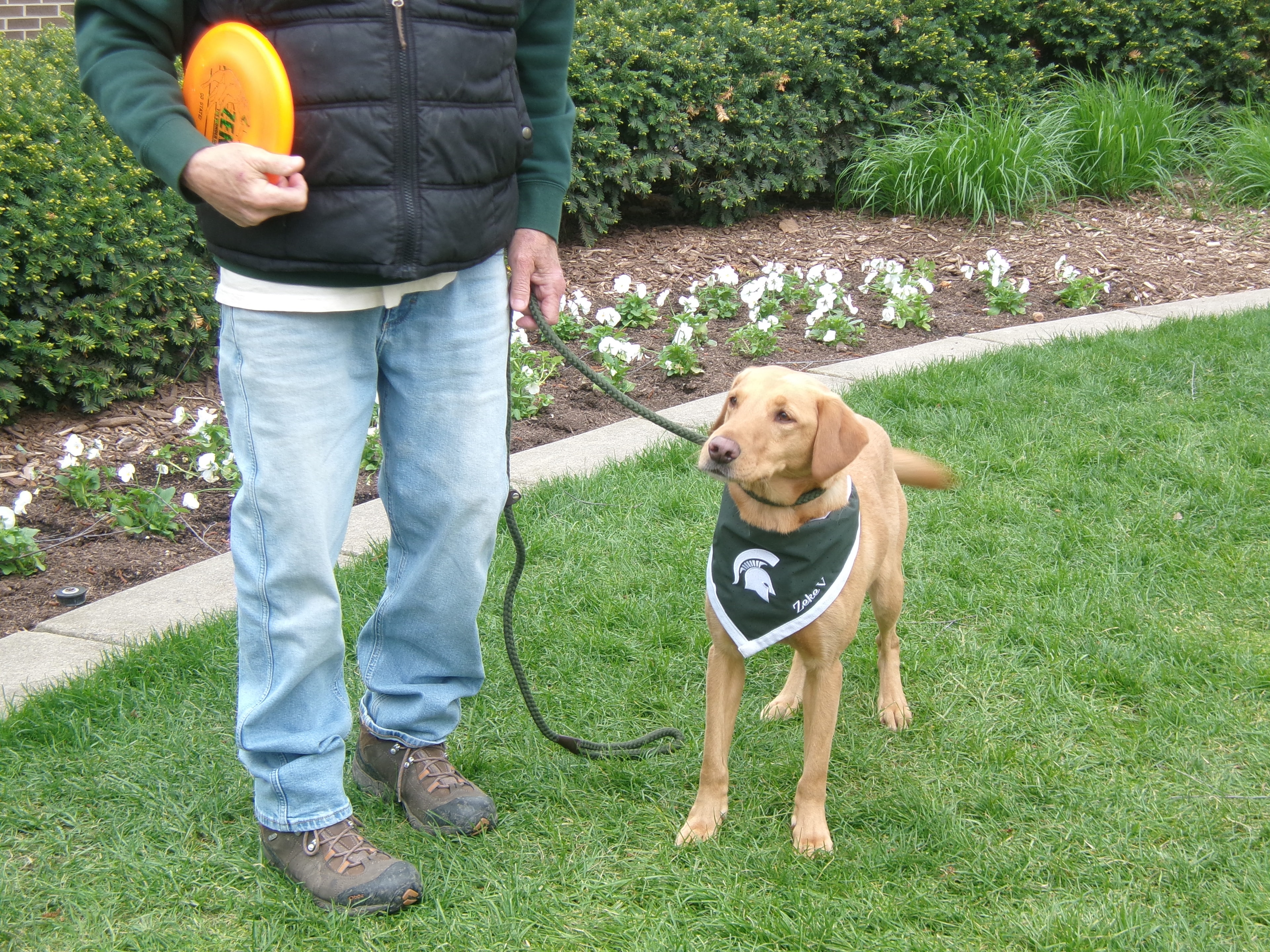 Zeke V on leash with handler holding an orange frisbee on campus
