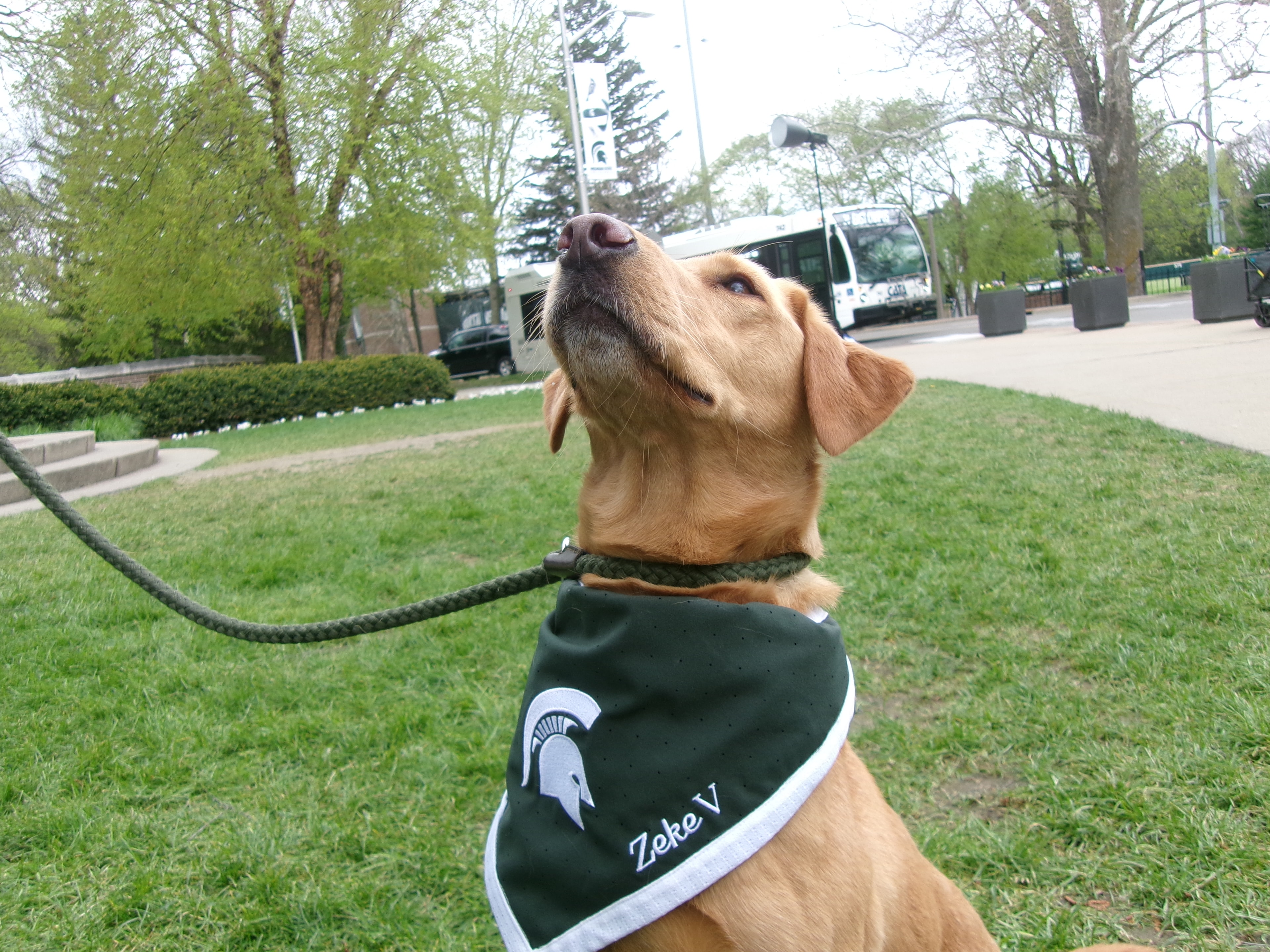 Zeke V in his Spartan bandana looking up on the MSU campus lawn