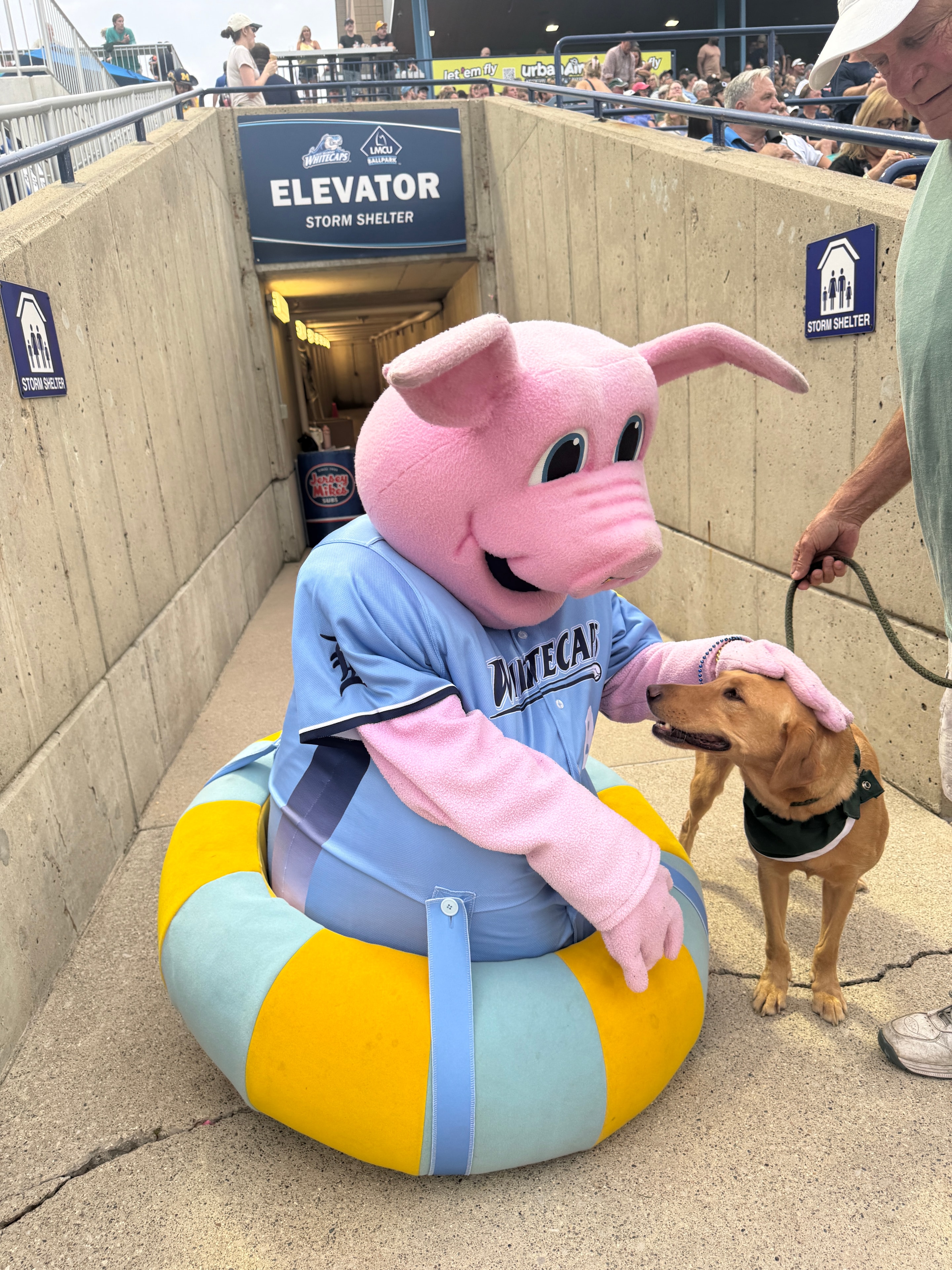 Zeke meeting the West Michigan Whitecaps mascot at LMCU Ballpark